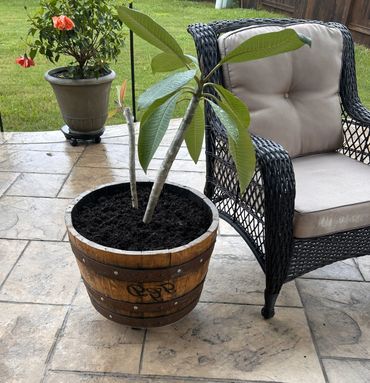 Personalized 1/2 barrel patio planter with plumeria.