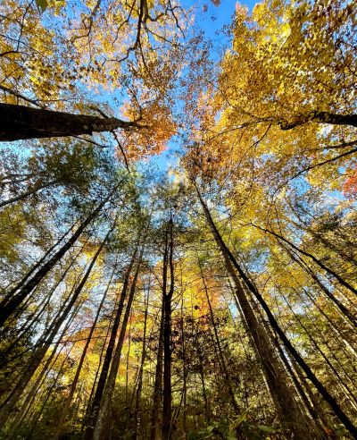 Looking up at Fall orange, yellow and green colored trees in Gatineau Park, Ottawa Canada