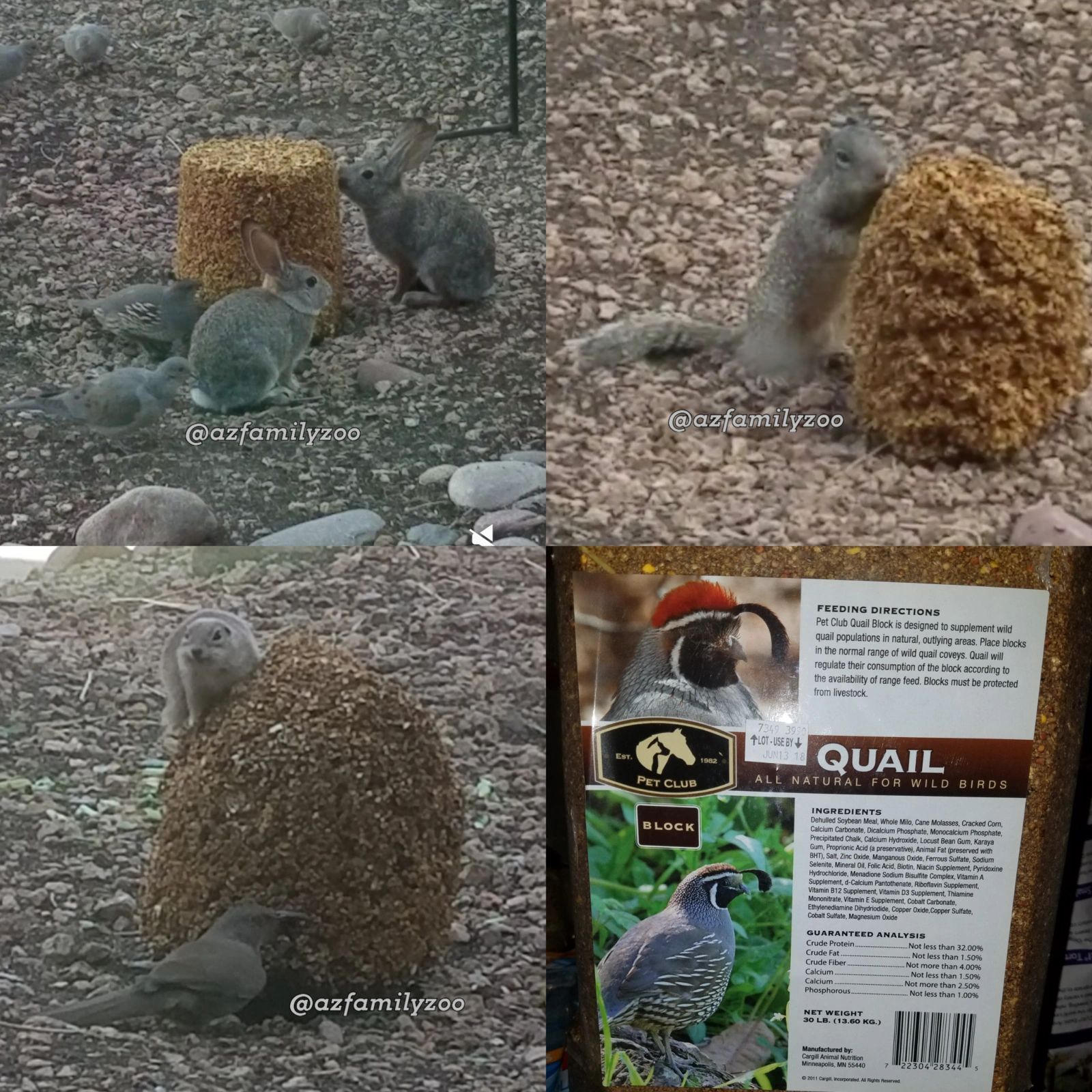 Wildlife at the Quail Block