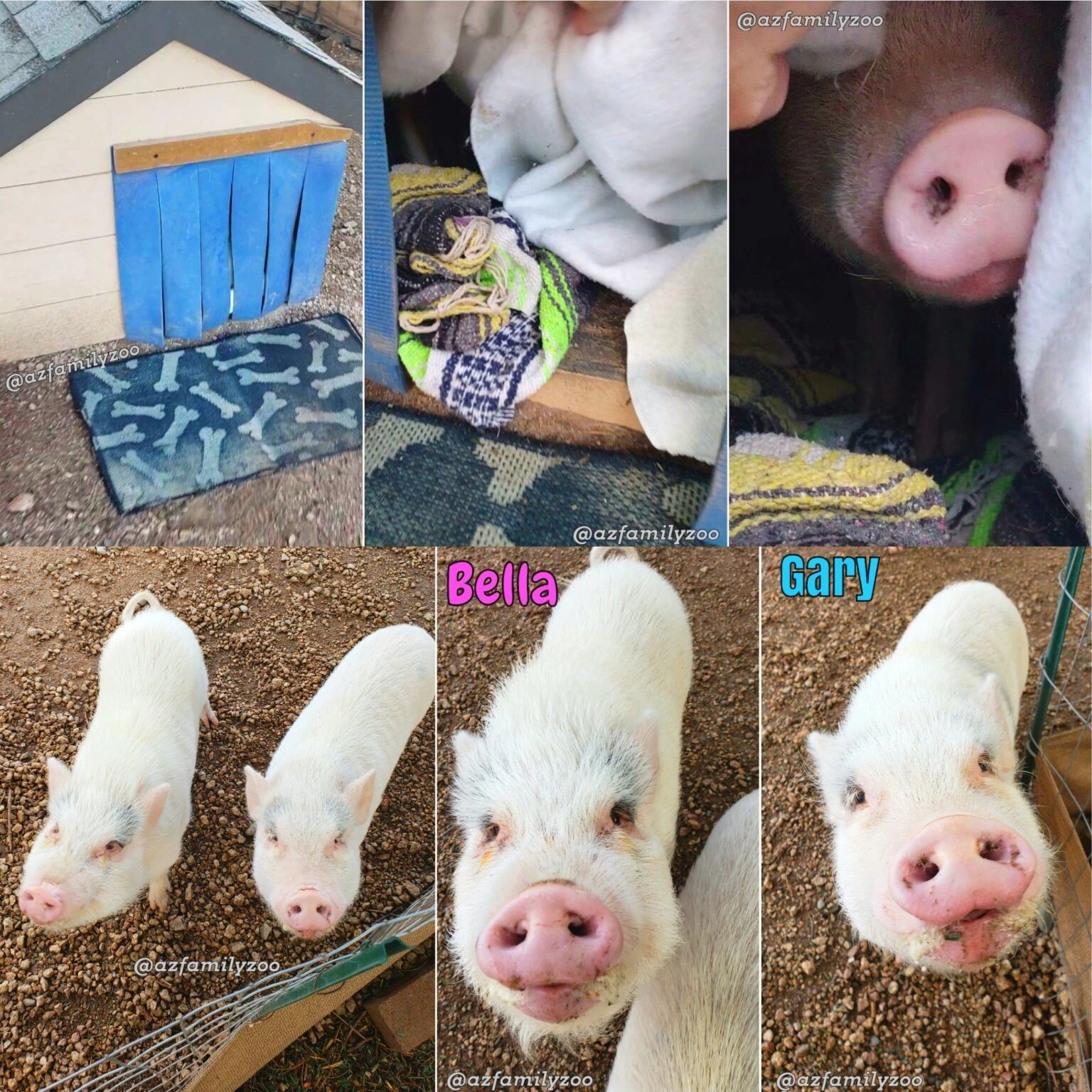 Winter care for Pot Bellied Pigs
