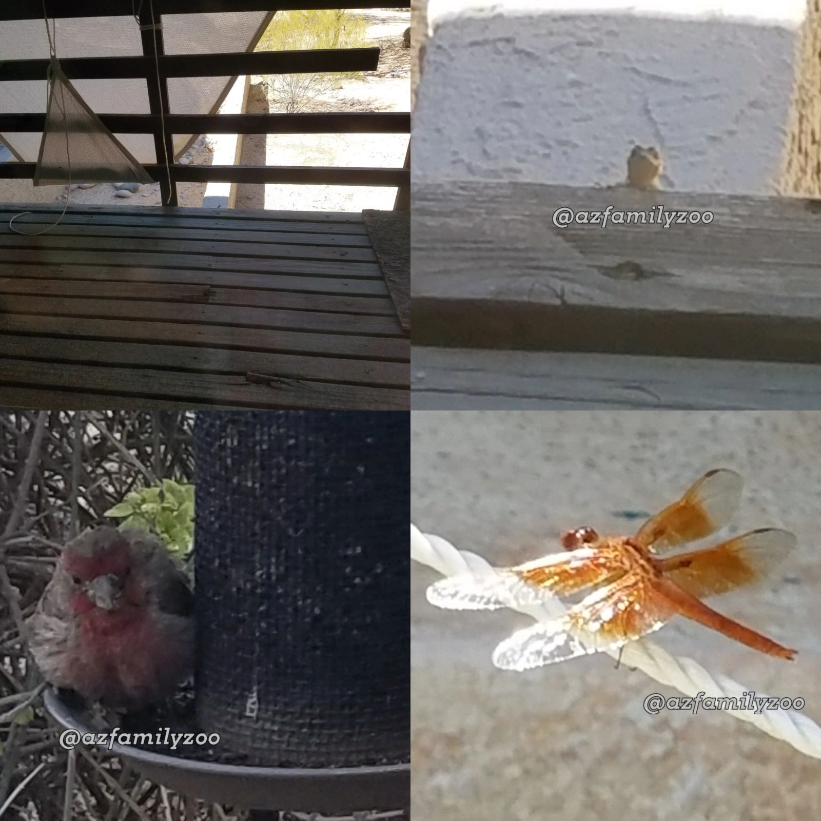 Tiny Wildlife