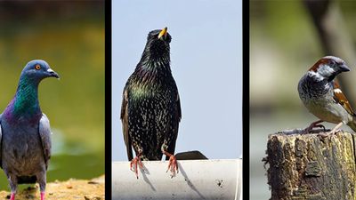 pigeon, starling, and sparrow examples that reside in urbandale iowa