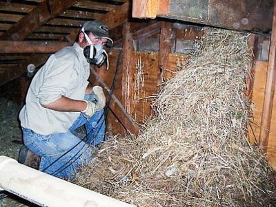 big bird nest in attic of a house by boone ia