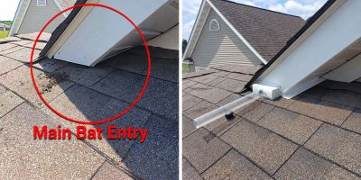 Bat entry point on roof under eaves.
