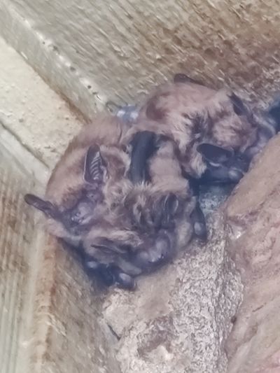 small group of bats up in corner of a house
