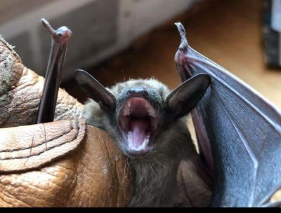 bat caught inside a house near perry iowa