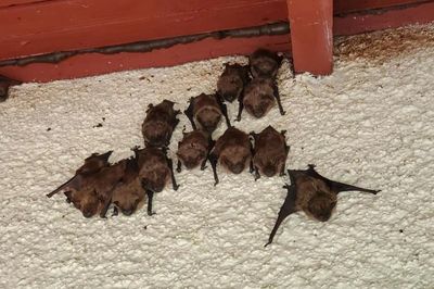 bats on the side of a house near knoxville ia