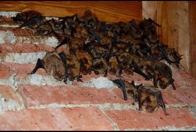 colony of bats outside a home near van meter ia