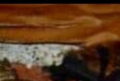 colony of bats outside a home near van meter ia