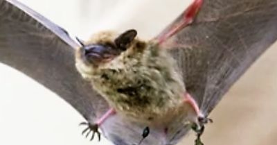 bat in full flight near runnells ia