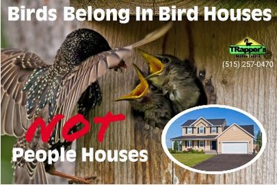 birds belong in bird houses not people houses