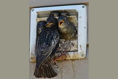 birds nesting in a vent on side of a house near grimes ia