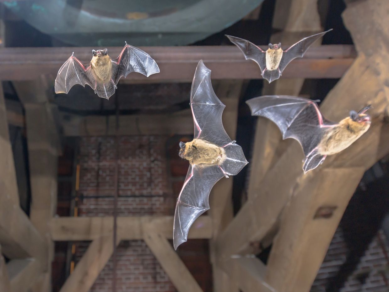 group of bats flying around in an attic of a house near des moines iowa