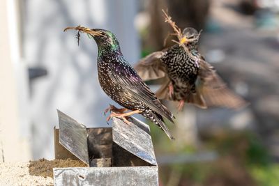 starlings sitting above a gas fireplace vent