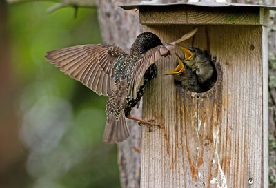 starling feeding her babies near a home in clive iowa