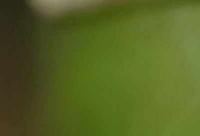 mama bird feeding her babies