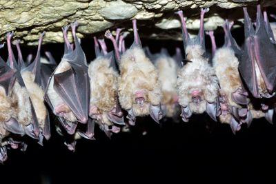 bats hanging near the lake red rock by pella
