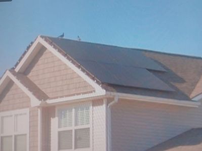Pigeons sitting above solar panels on a roof they are nesting under