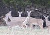 Group of deer