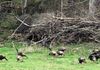 Flock of turkeys