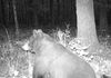 Got a bear on the game camera