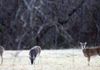 Deer in field, taken from porch of farmhouse