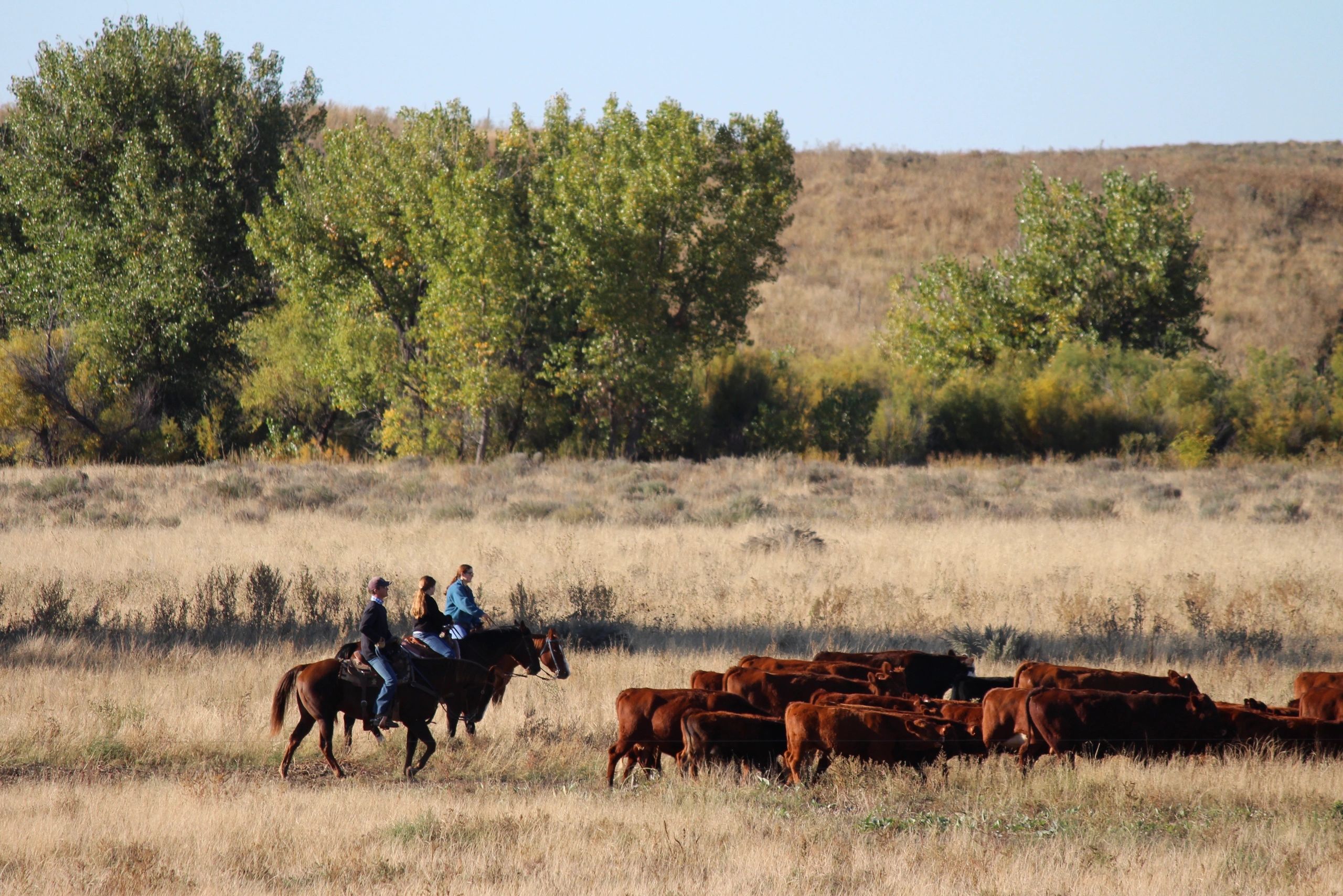Collins Ranch Company, Inc.