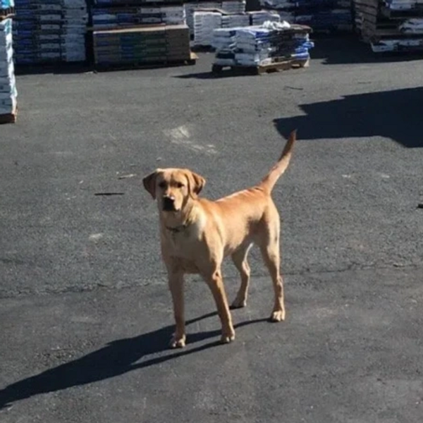 A tan dog standing on asphalt near stacked pallets outdoors.