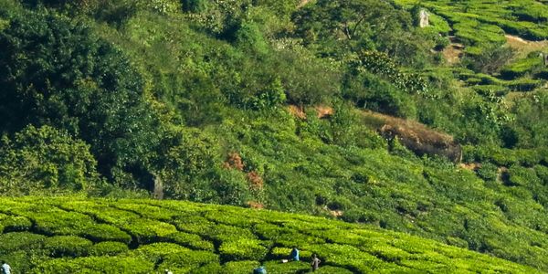 Workers picking tea leaves in a lush green tea plantation.