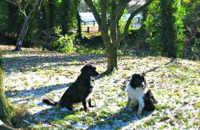 dogs, derbyshire, hholiday, countryside, chesterfield, peak district, peaks, linacre, cottage
