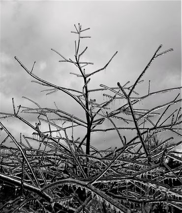 photo by Claire Chablis - ice tree