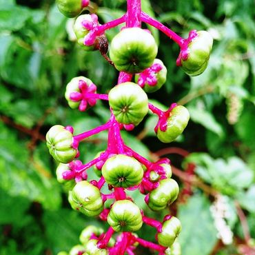 photo by Claire Chablis - "Pretty Weed"