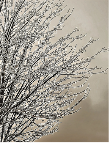 photo by Claire Chablis - "Sky Tree"