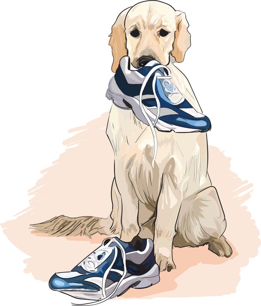 Illustration of a dog holding a sneaker in its mouth with another sneaker on the ground.