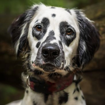 A Dalmatian posing for profile photo 