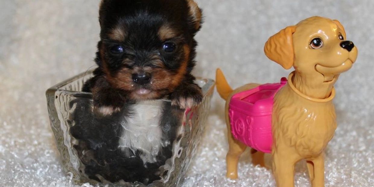 Tiny, Tiny Toy, Micro, Micro puppies, Teacup, Teacup puppies, Puppies for sale, puppy, small, Yorkie