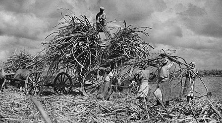 Sugar Cane Workers in Barbadoes