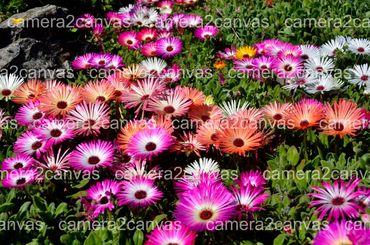 Lake Louise Flowers Daisies