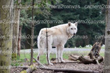 wolf white nature outdoors wild life woods