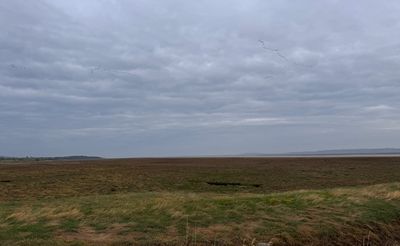 Coastal marshland under cloudy sky