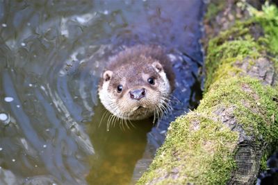 Otter in water near mossy log