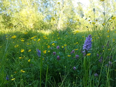 Wildflower meadow with purple orchid and yellow buttercups in summer