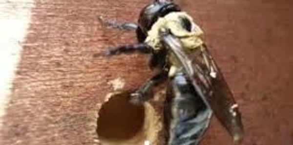 A carpenter bee resting on wooden surface near a drilled hole.