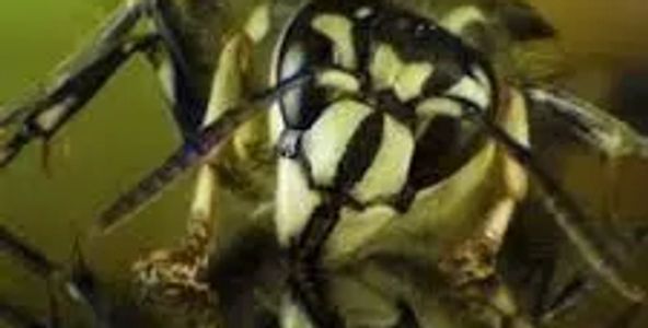 Close-up of a wasp drinking water with its reflection visible.