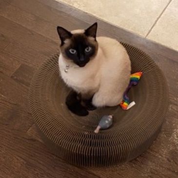 Siamese Therapy Cat