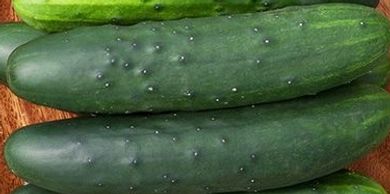 Cucumber Silver Slicer Seed Organic - 50 Seeds