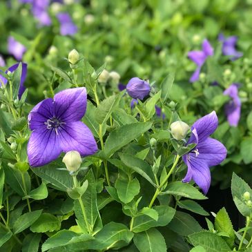 Vibrant purple balloon flowers blooming amidst lush green leaves.
