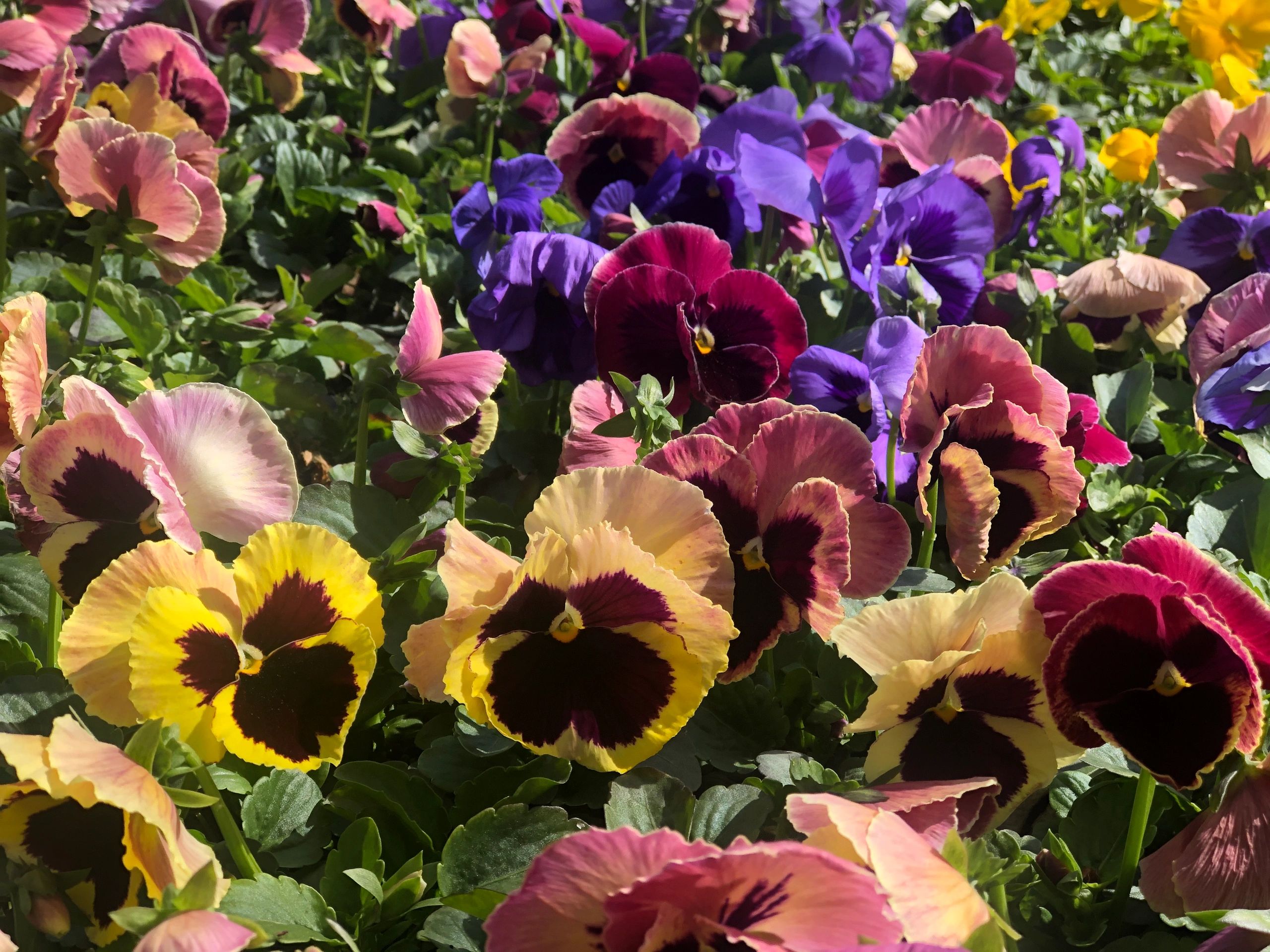 Violas & Pansies