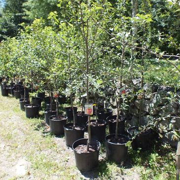 Row of young fruit trees in black pots outdoors.