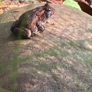 native toad sunning on a natural boulder